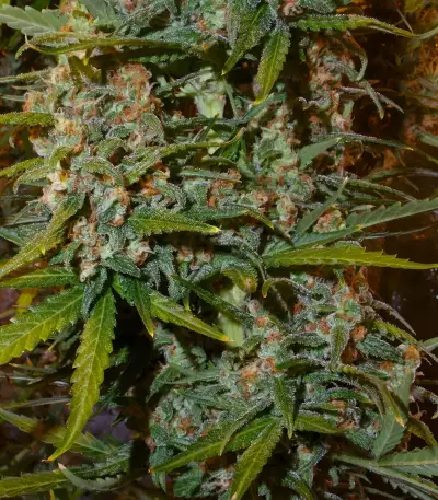 White Widow x Big Bud (Female Seeds)