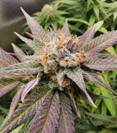 Wonder Pie (GHS)