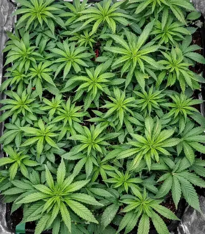 Z (Big Head Seeds) Cannabis-Samen