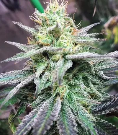 Z (Blackskull Seeds) Cannabis-Samen