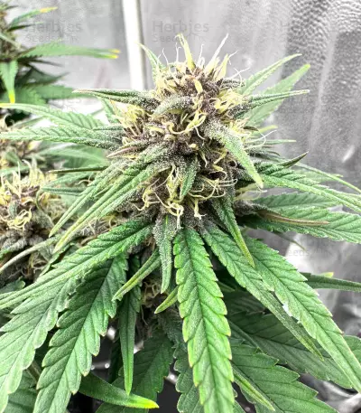 Tropicana Cookies Auto feminisierte Samen (Fast Buds)