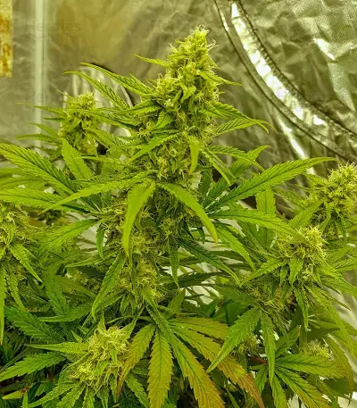 Watermelon Z Auto Samen feminisiert (Barney's Farm)