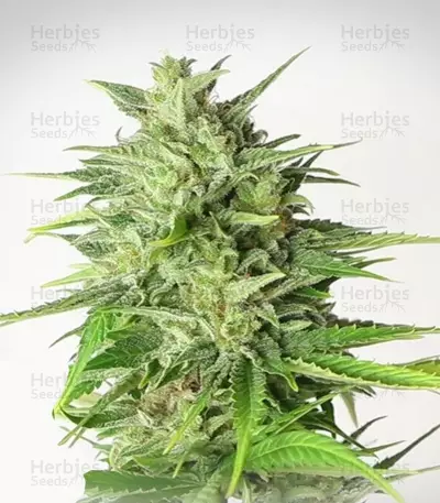 White Widow Automatic (RQS) Cannabis-Samen