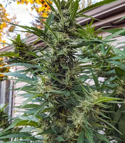 Franco's Lemon Cheese (GHS) Cannabis-Samen