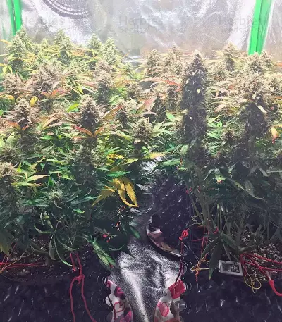 Jack 47 Auto (Sweet Seeds) Cannabis-Samen