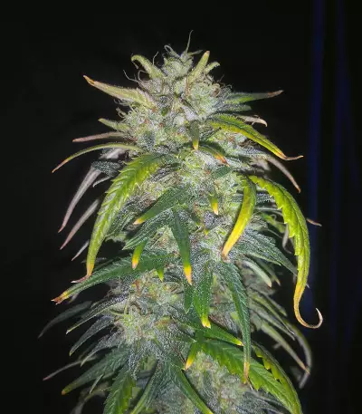 Original Auto AK (Fast Buds) Cannabis-Samen