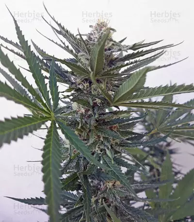 Amnesia Haze (Soma Seeds) Cannabis-Samen