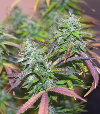 Auto Banana Blaze (Dutch Passion) Cannabis-Samen