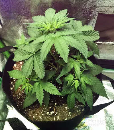 Auto Do-Si-Dos Cookies (00 Seeds) Cannabis-Samen