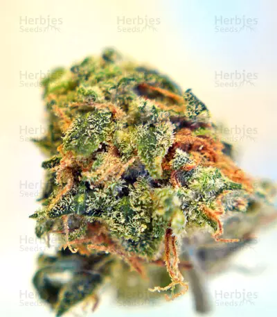Buzz Light Gear (Dr. Krippling Seeds) Cannabis-Samen