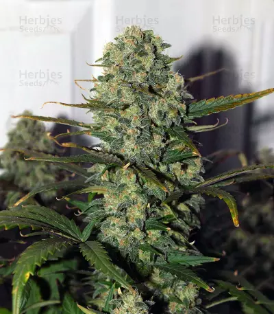 Destroyer Regular (CannaBioGen) Cannabis-Samen
