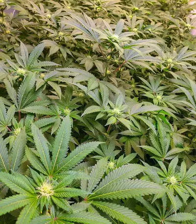 Do-Si-Dos (Pyramid Seeds) Cannabis-Samen