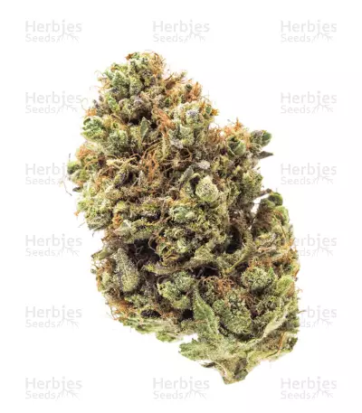 Fruit Cake (Seedstockers) Cannabis-Samen