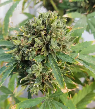 Hindu Kush (Sensi Seeds) Cannabis-Samen