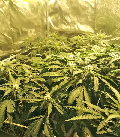 Kripple Roulette (Dr. Krippling Seeds) Cannabis-Samen