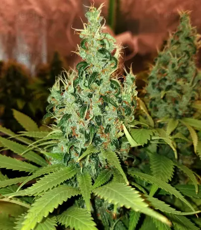 Colombia Mangobiche regular (CannaBioGen) Cannabis-Samen