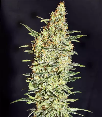 Neville's Haze Regular (Mr. Nice Seedbank) Cannabis-Samen