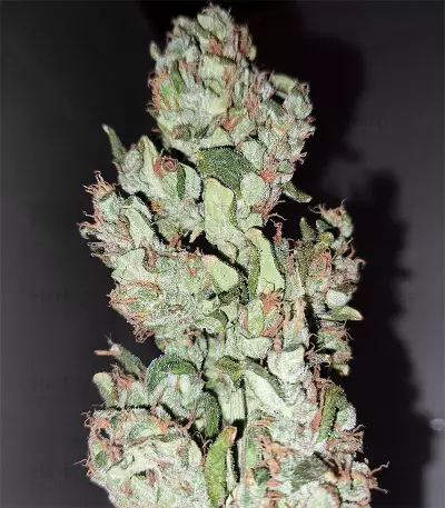 Northern Light X Big Bud (World of Seeds) Cannabis-Samen