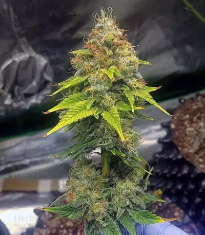 OG 13 (G13 Labs) Cannabis-Samen