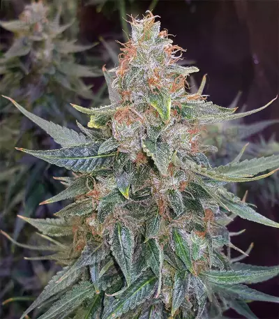 OGesus Auto (Expert Seeds) Cannabis-Samen