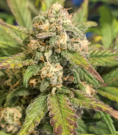 Original Auto BubbleGum (Fast Buds) Cannabis-Samen