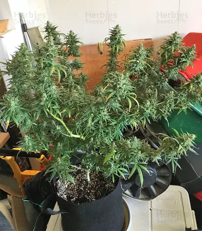 Pakistan Chitral Kush Standard (Ace Seeds) Cannabis-Samen