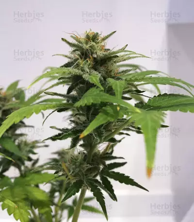 Skunk #1 (Sensi Seeds) Cannabis-Samen