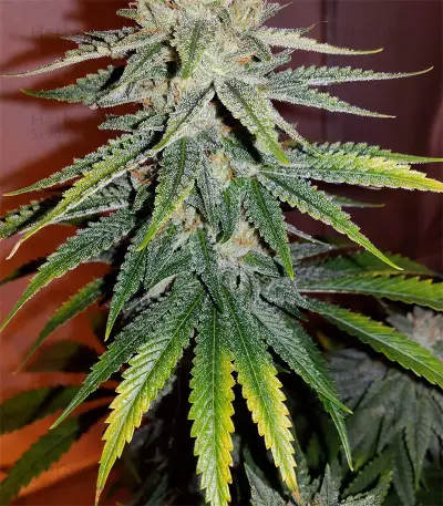 Skywalker Kush (Reserva Privada) Cannabis-Samen