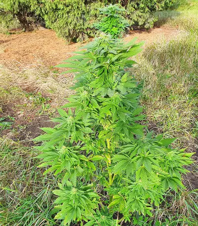 Super Skunk Autoflower (Seedstockers) Cannabis-Samen