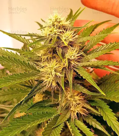 Triangle Kush Auto (Mephisto Genetics) Cannabis-Samen