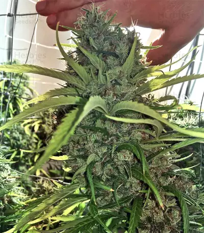Zamaldelica regular (Ace Seeds) Cannabis-Samen