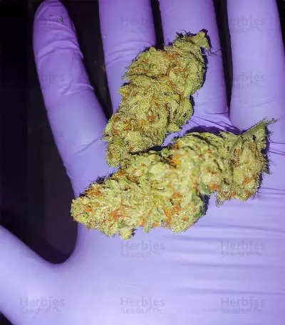 Banana Bomb (Bomb Seeds) Cannabis-Samen