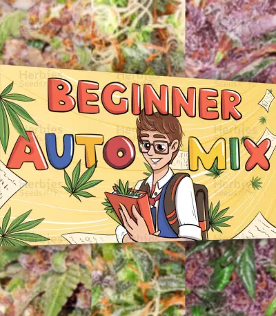 Beginner Auto Mix Samen feminisiert (Herbies Seeds)