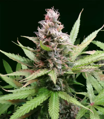 Critical Sour (Female Seeds) Cannabis-Samen
