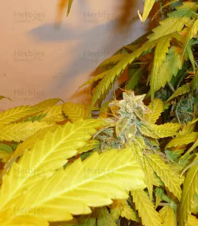 Custard Cream (Cream of the Crop Seeds)