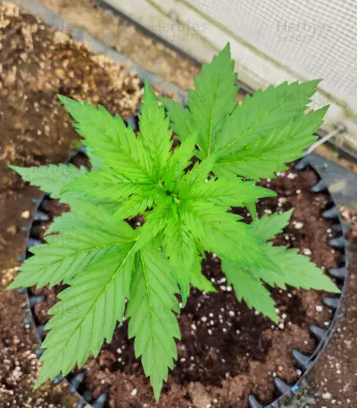 Gorilla Girl XL Auto feminisierte Samen (Sweet Seeds)