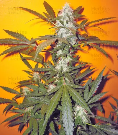 Jack 47 (Sweet Seeds) Cannabis-Samen