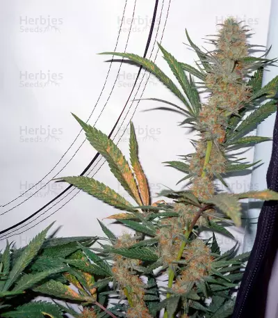 Nebula (Paradise Seeds) Cannabis-Samen