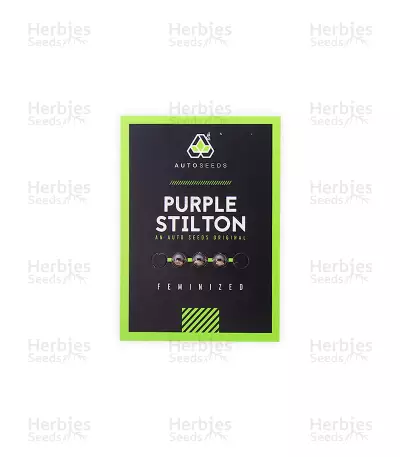 Purple Stilton Auto (Auto Seeds) Cannabis-Samen