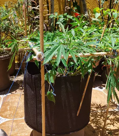 Red Hot Cookies feminisiertes Saatgut (Sweet Seeds)