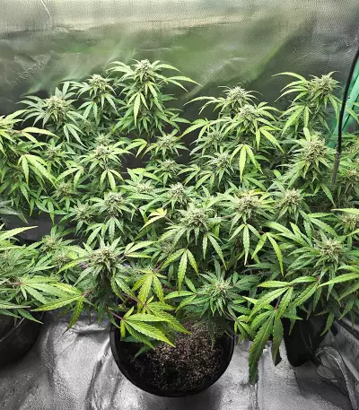 Sour Diesel Autoflower feminisierte Samen (Seedkeepers)