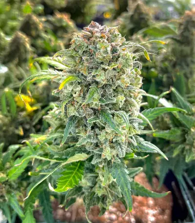 Sour Diesel Autoflower feminisierte Samen (Seedkeepers)