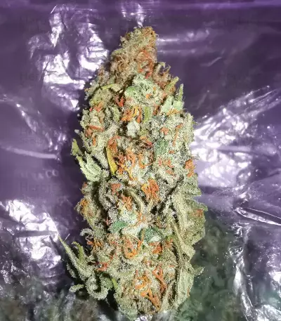 Amsterdam Amnesia feminisierte Samen (Dutch Passion)
