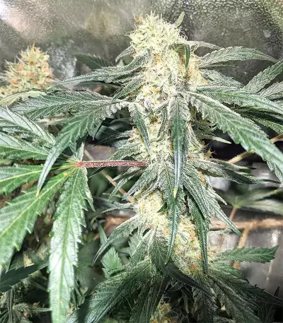 Blackberry Gum feminisierte Samen