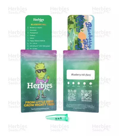 Blueberry Hill feminisierte Samen (Herbies Seeds)