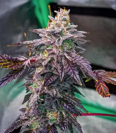 Bubba Kush Samen feminisiert (Barney's Farm)