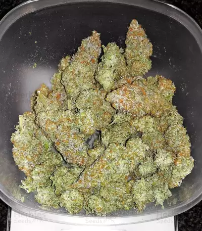 Cherry Gar-see-yaa feminisierte Samen (Ethos Genetics)