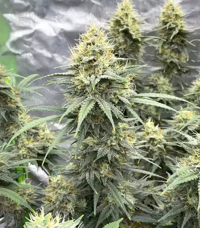 Durban Poison Autoflower feminisierte Samen (Humboldt Seed Company)
