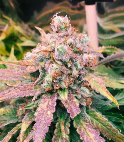 Fruit Punch (Heavyweight Seeds) Cannabis-Samen