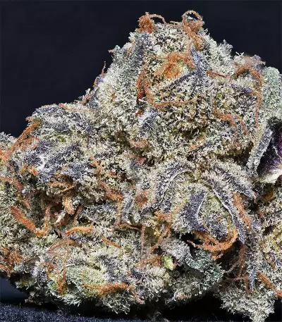 Grandaddy Purple (Big Head Seeds) Cannabis-Samen